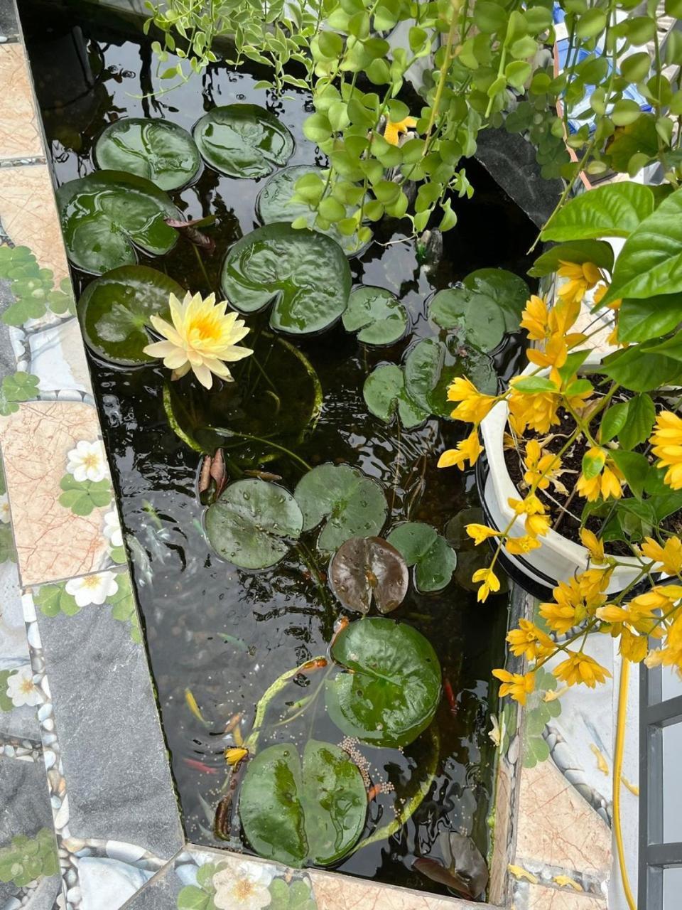 Oasis Homestay Hội An Extérieur photo
